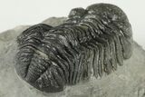 2.1" Detailed Morocops Trilobite Fossil - Morocco - #202992-3
